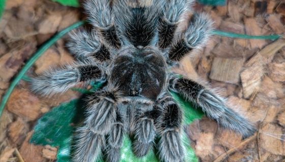 Выставка пауков, рептилий