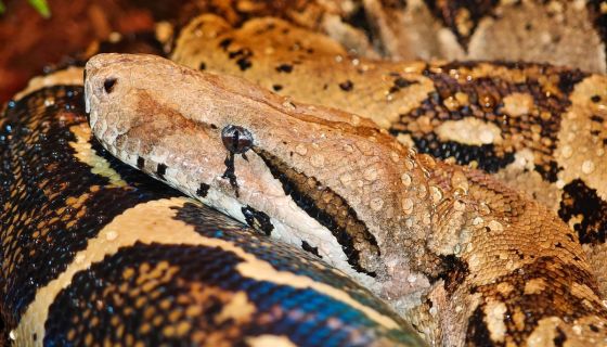 Выставка пауков, рептилий