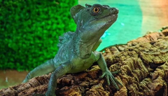 Выставка пауков, рептилий