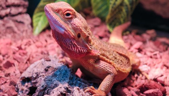 Выставка пауков, рептилий